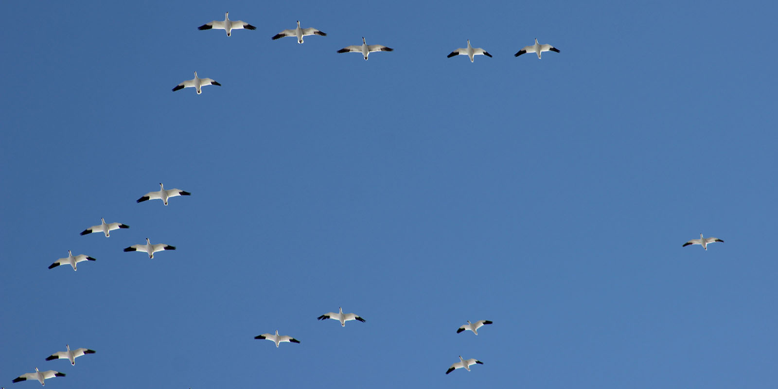 Snows Overhead All Whites 2019